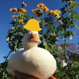 聪语