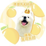 不带汽儿的汪