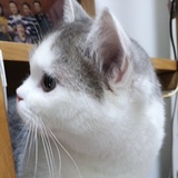 ひなべ