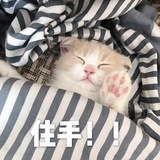 正义的小怪兽