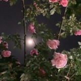 连夜改ID