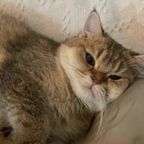 soo