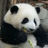 桑榆非晚