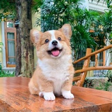 枫枫
