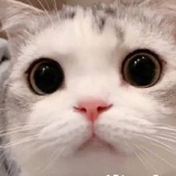 严肃草莓星冰乐