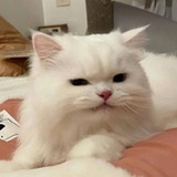 猛虎下山