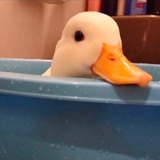 肥肥