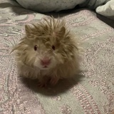 zzz