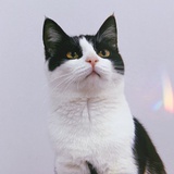 拐拐不是老八🐈