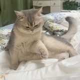 没头脑