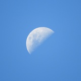 小树
