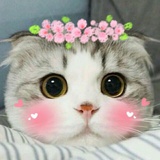 一只猫小咪