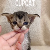 Cupcat德文卷毛