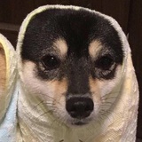 小包想长高