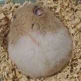 伏特加可乐