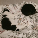 张猫猫