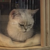 上弦月