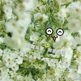 xiaoziling