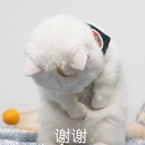 狮子不是🐱