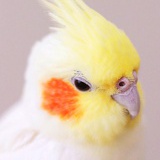 咩咩咩