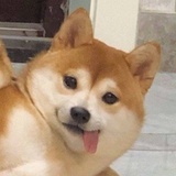 丑拒