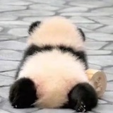 桂花开了