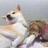美食达人