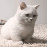 附庸风雅