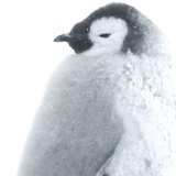 企鹅宝宝