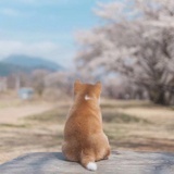 牧羊少女