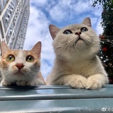 兔子被吃掉了