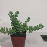 向着太阳的闲鱼