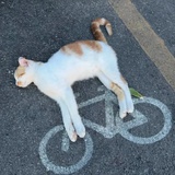 哀珐尼尔