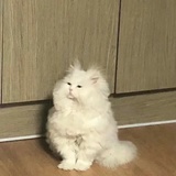 本肯