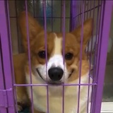 提米
