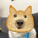 面包狗崽子