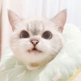 伊尔伊恩