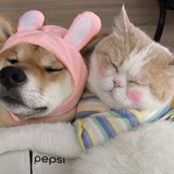 澈澈