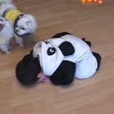 momo