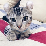 猪猪那么可爱