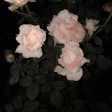 翡冷翠