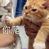 一条猫猫鱼