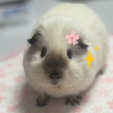 茶意浓