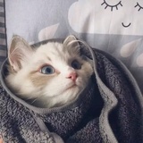 蒹葭呀苍苍
