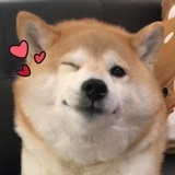 小月半子