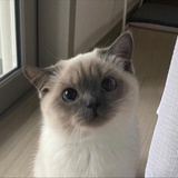Yan