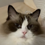 去吧！百变怪