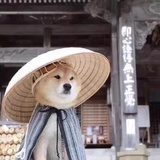 桥尾虾子