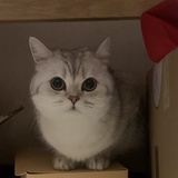 BELLA