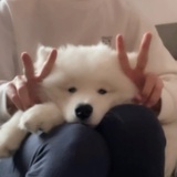 年年有鱼鱼